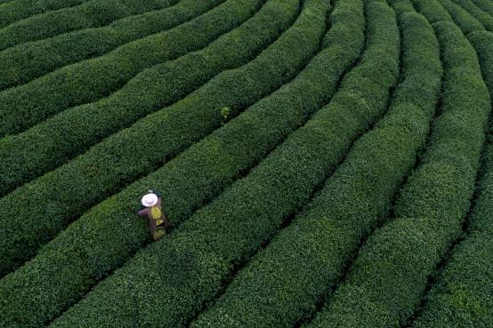 潮州工夫茶